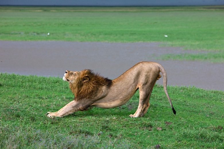 lion stretch