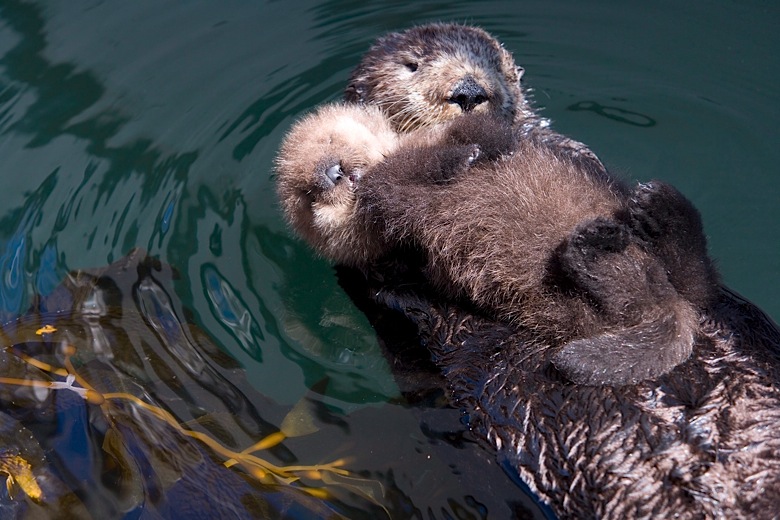 otter float for baby