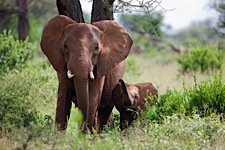A-Pair-of-Elephants.jpg