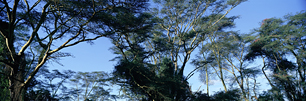 Acacia-Canopy.jpg