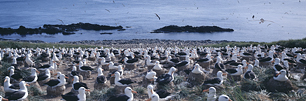 Albatross-Beauty.jpg