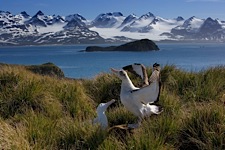 Albatross-Duet.jpg
