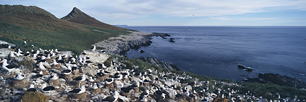 Albatross-Island.jpg