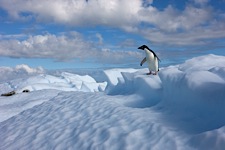 Antarctic-Daydream.jpg