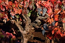 Autumn-Grapevine-Bounty.jpg