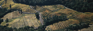 Autumn-Vineyard-Aerial-Panoramic.jpg