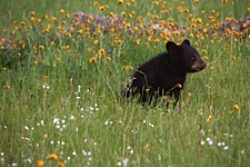 Baby-Bear-and-Spring-Wildflowers.jpg