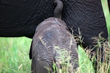 Baby-Elephant-Breakfast.jpg
