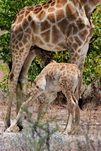Baby-Giraffe-Nursing.jpg