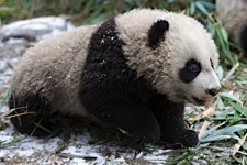 Baby-Panda-Adventure.jpg