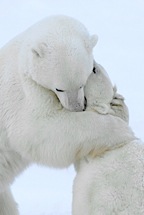 Bear-Hug.jpg