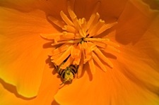 Bee-and-Poppy.jpg