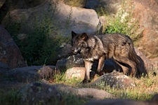 Black-Wolf-at-Sunset.jpg