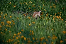 Bobcat-Hide.jpg