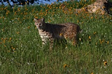 Bobcat-Meadow.jpg