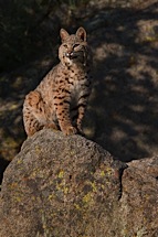 Bobcat-Perch.jpg