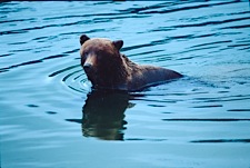 Brown-Bear-Swimming-Hole.jpg