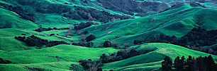 California-Green-Hideaway.jpg