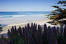 Carmel-Beach-Springscape.jpg