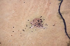 Cattle-from-Above.jpg