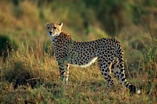Cheetah-Elegance.jpg