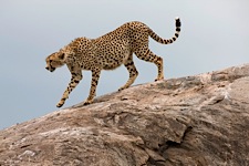 Cheetah-Grace.jpg