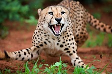 Cheetah-Pounce.jpg