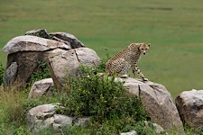Cheetah-on-Guard.jpg