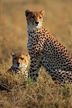 Cheetahs-at-Sunrise.jpg