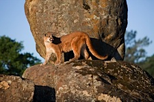 Cougar-Land.jpg