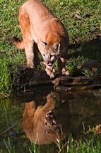 Cougar-Watering-Hole.jpg