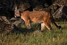 Cougar-on-the-Prowl.jpg