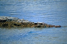 Crocodile-River.jpg