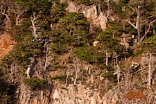 Cypress-Coast.jpg