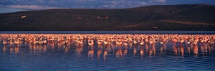 Dance-of-the-Flamingos.jpg