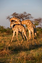 Dancing-Giraffe.jpg