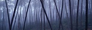 Deep-Forest-Veil.jpg