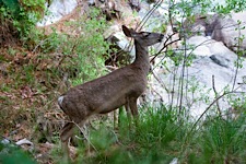 Deer-Woods-Encounter.jpg