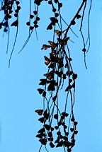 Delicate-Monarchs.jpg
