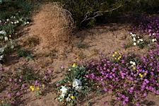 Desert-Bloom.jpg
