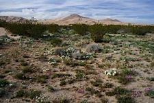 Desert-Life.jpg