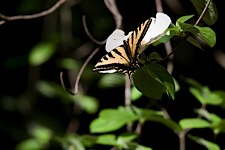 Dogwood-Butterfly.jpg