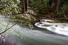 Dogwood-River-Bloom.jpg