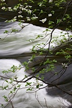 Dogwoods-and-River.jpg