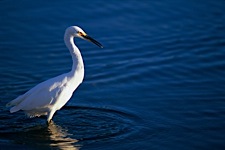 Egret-Fishing-Hole.jpg