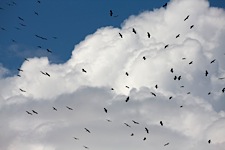 Egret-Skies.jpg