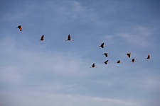 Egyptian-Geese-Sunrise-Flight.jpg