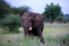 Elephant-Bull-Charge.jpg