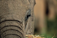 Elephant-Closeup.jpg