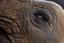 Elephant-Eye.jpg